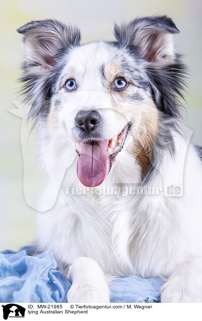liegender Australian Shepherd / lying Australian Shepherd / MW-21985