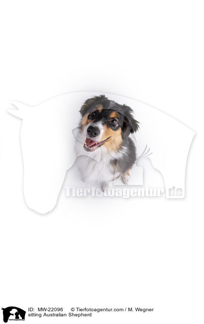 sitzender Australian Shepherd / sitting Australian Shepherd / MW-22096
