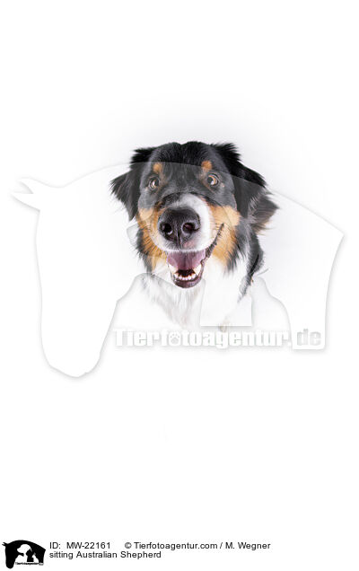 sitzender Australian Shepherd / sitting Australian Shepherd / MW-22161