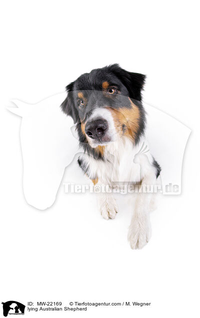 liegender Australian Shepherd / lying Australian Shepherd / MW-22169
