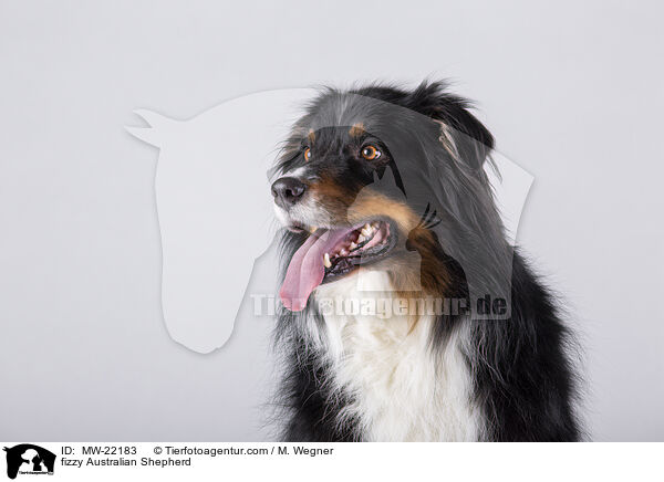 fizzy Australian Shepherd / fizzy Australian Shepherd / MW-22183