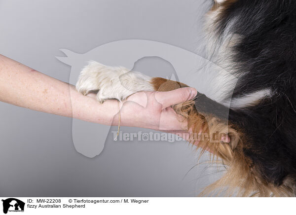 fizzy Australian Shepherd / fizzy Australian Shepherd / MW-22208