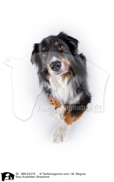 fizzy Australian Shepherd / fizzy Australian Shepherd / MW-22216