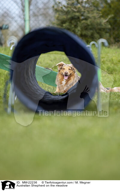 Australian Shepherd auf der Wiese / Australian Shepherd on the meadow / MW-22236