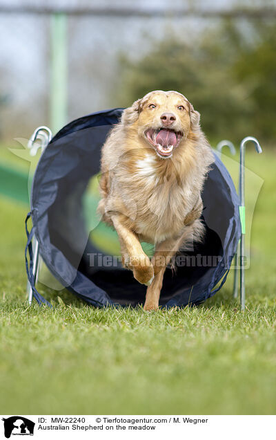 Australian Shepherd auf der Wiese / Australian Shepherd on the meadow / MW-22240