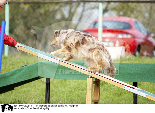 Australian Shepherd beim Agility / Australian Shepherd at agility / MW-22241