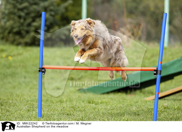 Australian Shepherd auf der Wiese / Australian Shepherd on the meadow / MW-22242