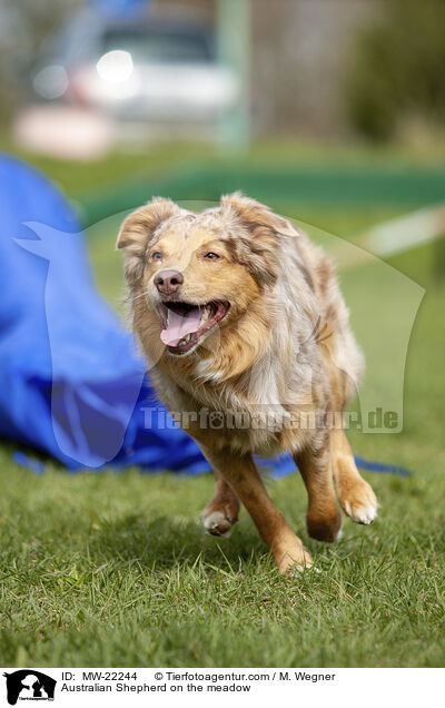 Australian Shepherd auf der Wiese / Australian Shepherd on the meadow / MW-22244