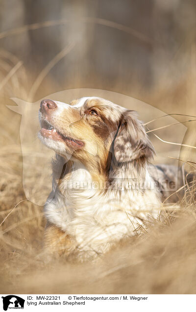 liegender Australian Shepherd / lying Australian Shepherd / MW-22321