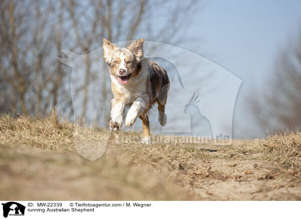 rennender Australian Shepherd / running Australian Shepherd / MW-22339