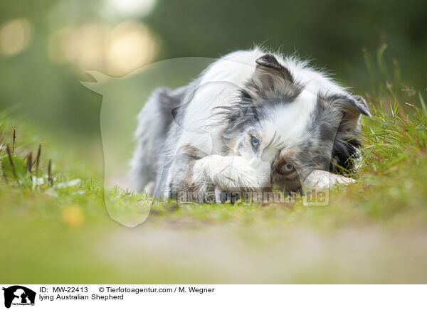 liegender Australian Shepherd / lying Australian Shepherd / MW-22413