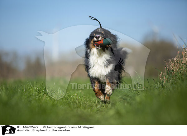 Australian Shepherd auf der Wiese / Australian Shepherd on the meadow / MW-22472