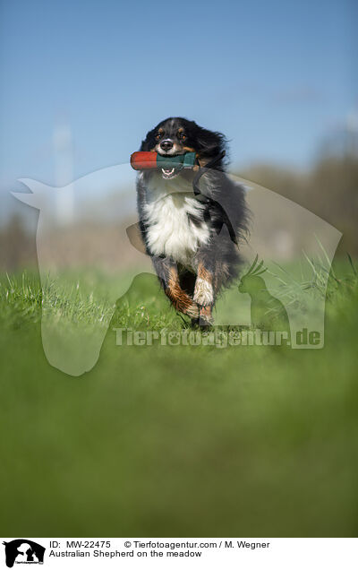 Australian Shepherd auf der Wiese / Australian Shepherd on the meadow / MW-22475