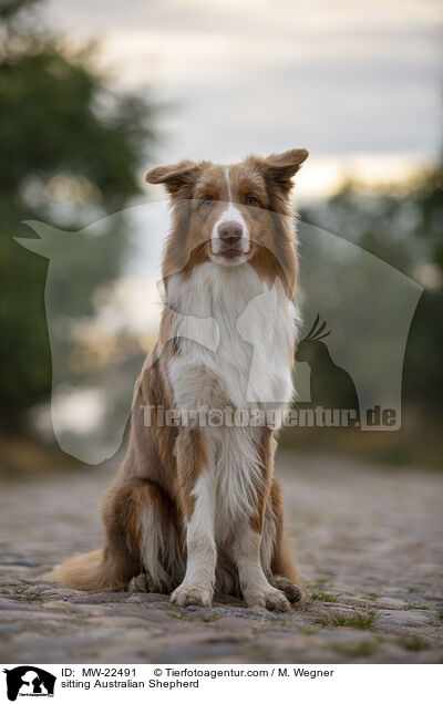 sitzender Australian Shepherd / sitting Australian Shepherd / MW-22491