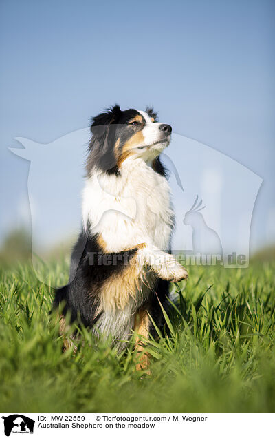 Australian Shepherd auf der Wiese / Australian Shepherd on the meadow / MW-22559
