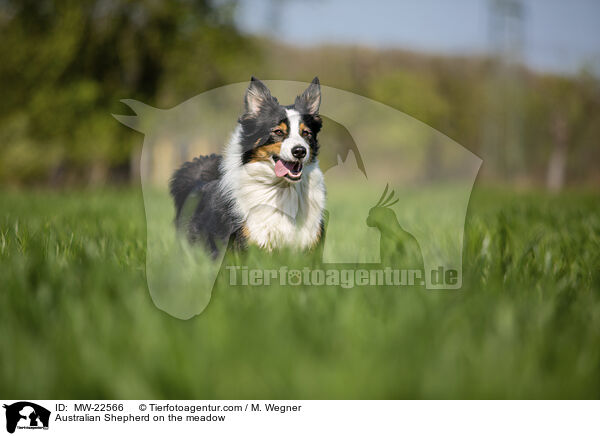 Australian Shepherd auf der Wiese / Australian Shepherd on the meadow / MW-22566