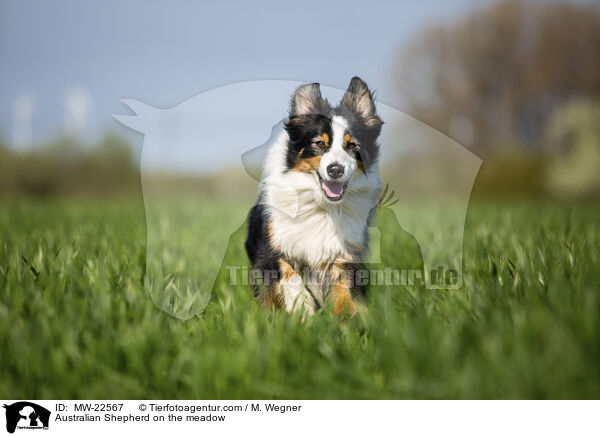 Australian Shepherd auf der Wiese / Australian Shepherd on the meadow / MW-22567