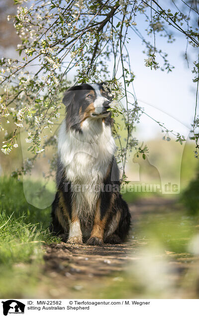 sitzender Australian Shepherd / sitting Australian Shepherd / MW-22582