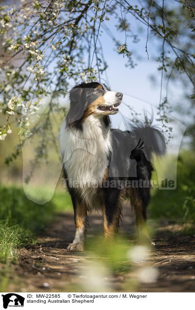 stehender Australian Shepherd / standing Australian Shepherd / MW-22585