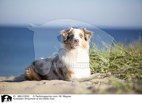 Australian Shepherd an der Ostsee / Australian Shepherd at the Baltic Sea / MW-22593