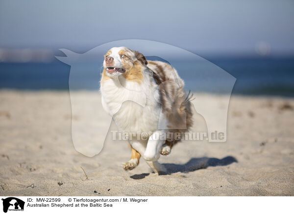 Australian Shepherd an der Ostsee / Australian Shepherd at the Baltic Sea / MW-22599