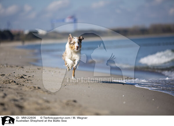 Australian Shepherd an der Ostsee / Australian Shepherd at the Baltic Sea / MW-22606