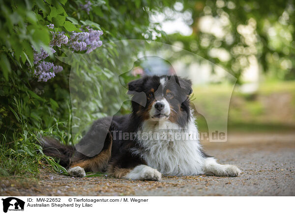 Australian Shepherd bei Flieder / Australian Shepherd by Lilac / MW-22652