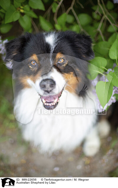 Australian Shepherd bei Flieder / Australian Shepherd by Lilac / MW-22656