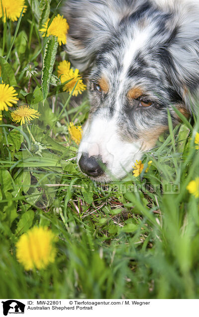 Australian Shepherd Portrait / Australian Shepherd Portrait / MW-22801