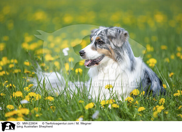 liegender Australian Shepherd / lying Australian Shepherd / MW-22804