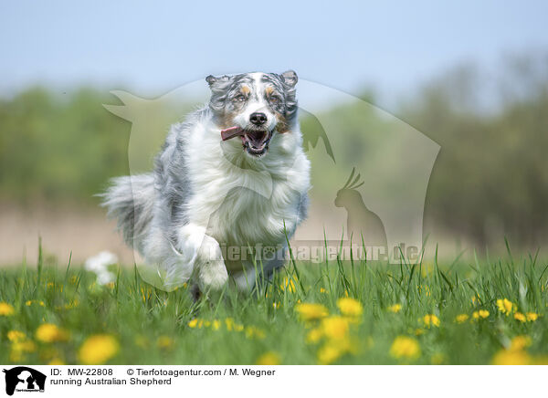 rennender Australian Shepherd / running Australian Shepherd / MW-22808
