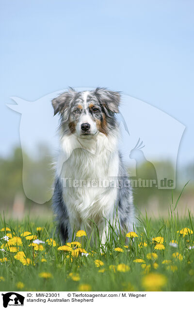 stehender Australian Shepherd / standing Australian Shepherd / MW-23001