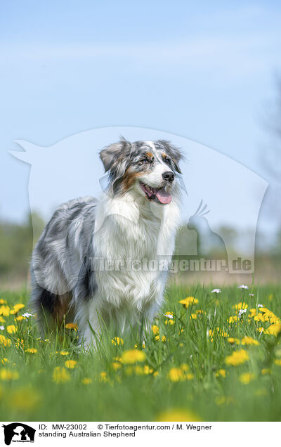 stehender Australian Shepherd / standing Australian Shepherd / MW-23002