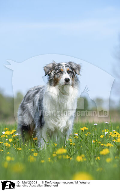 stehender Australian Shepherd / standing Australian Shepherd / MW-23003