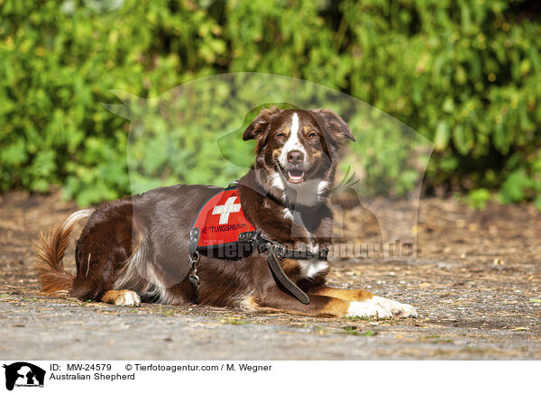 Australian Shepherd / MW-24579