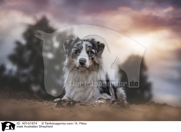 Australian Shepherd Rde / male Australian Shepherd / KFI-01974
