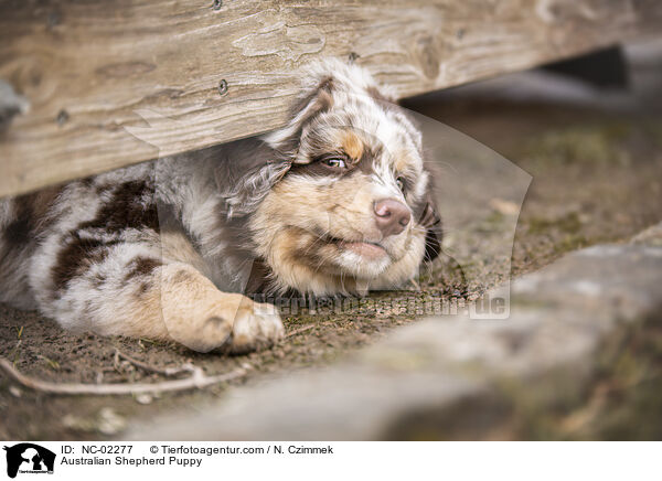 Australian Shepherd Welpe / Australian Shepherd Puppy / NC-02277