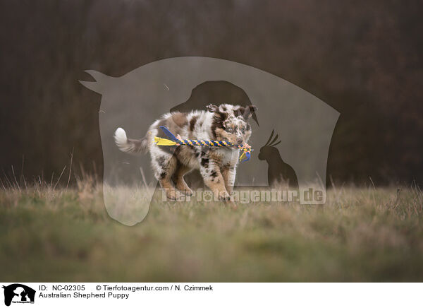 Australian Shepherd Welpe / Australian Shepherd Puppy / NC-02305