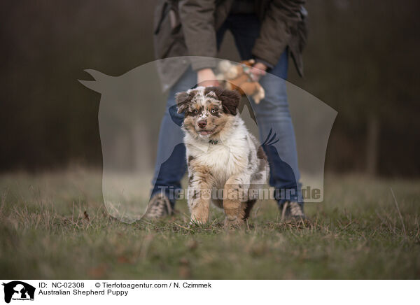 Australian Shepherd Welpe / Australian Shepherd Puppy / NC-02308
