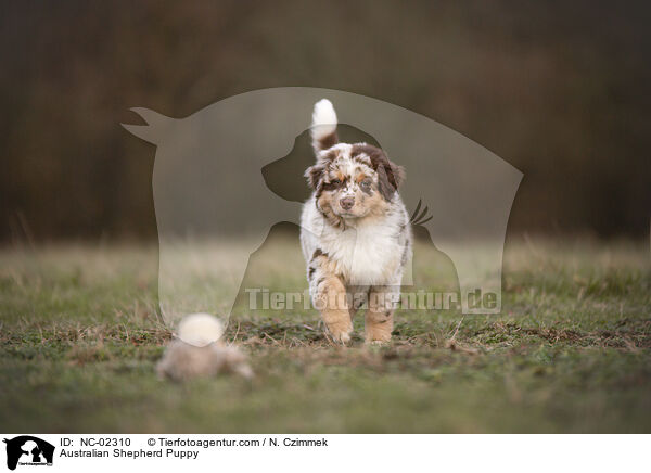 Australian Shepherd Welpe / Australian Shepherd Puppy / NC-02310