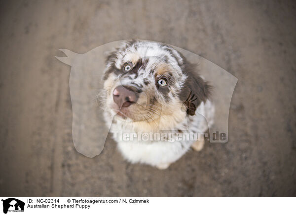 Australian Shepherd Welpe / Australian Shepherd Puppy / NC-02314