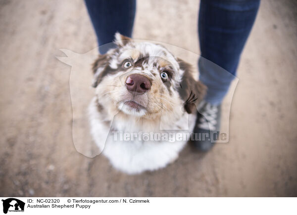 Australian Shepherd Welpe / Australian Shepherd Puppy / NC-02320