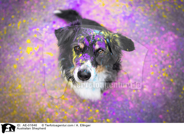 Australian Shepherd / Australian Shepherd / AE-01646