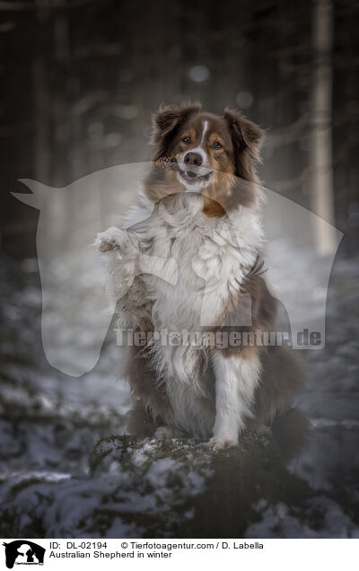 Australian Shepherd im Winter / Australian Shepherd in winter / DL-02194