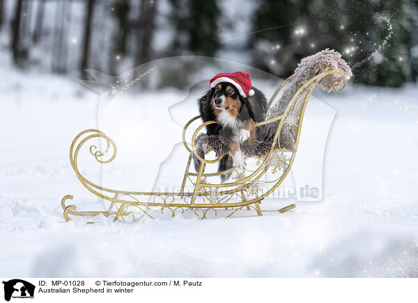 Australian Shepherd im Winter / Australian Shepherd in winter / MP-01028