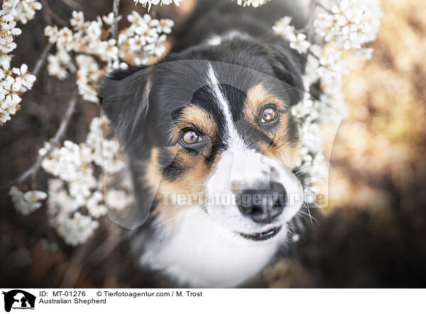 Australian Shepherd / Australian Shepherd / MT-01276