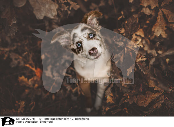 junger Australian Shepherd / young Australian Shepherd / LB-02078