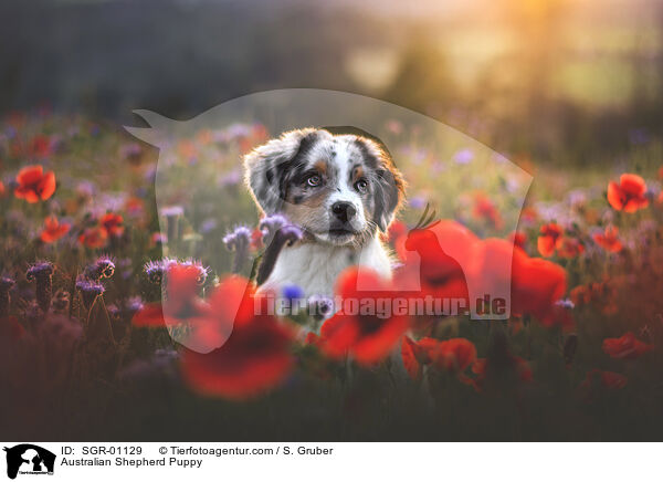 Australian Shepherd Puppy / SGR-01129