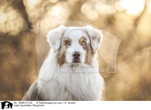 Australian Shepherd Rde / male Australian Shepherd / SGR-01140