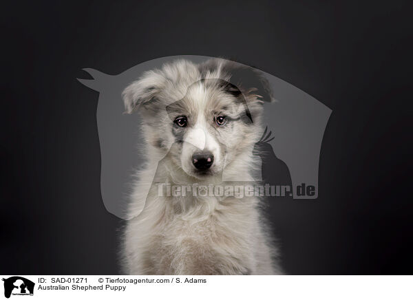 Australian Shepherd Welpe / Australian Shepherd Puppy / SAD-01271